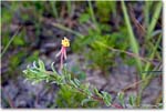 YellowFlower_ChincoNWR_2022Jun_5DB02510 copy