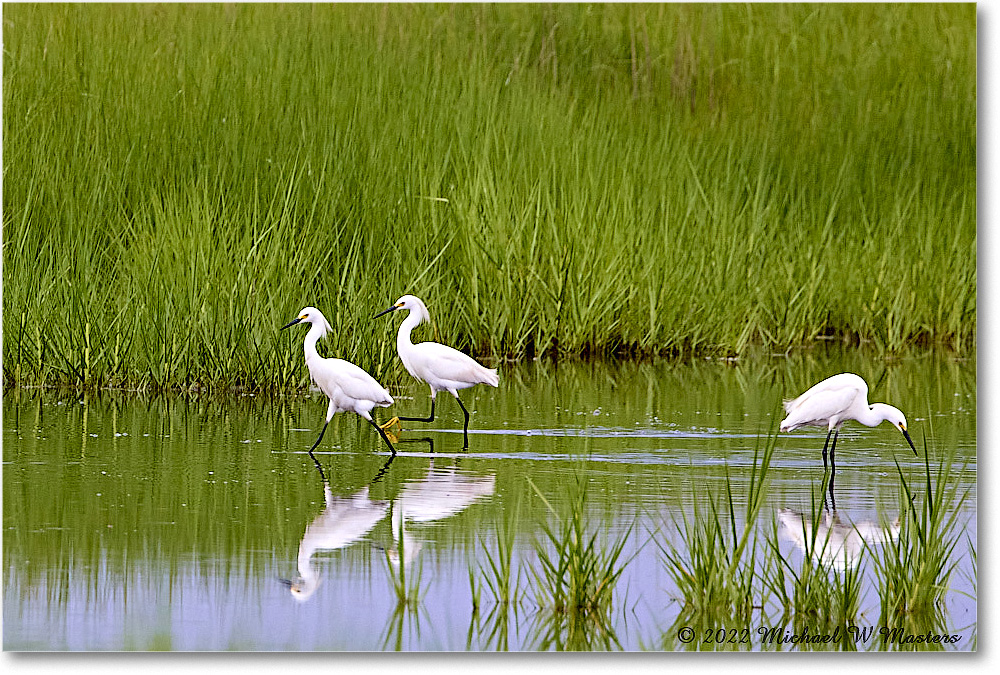 SnowyEgret_ChincoNWR_2022Jun_R5A06142 copy