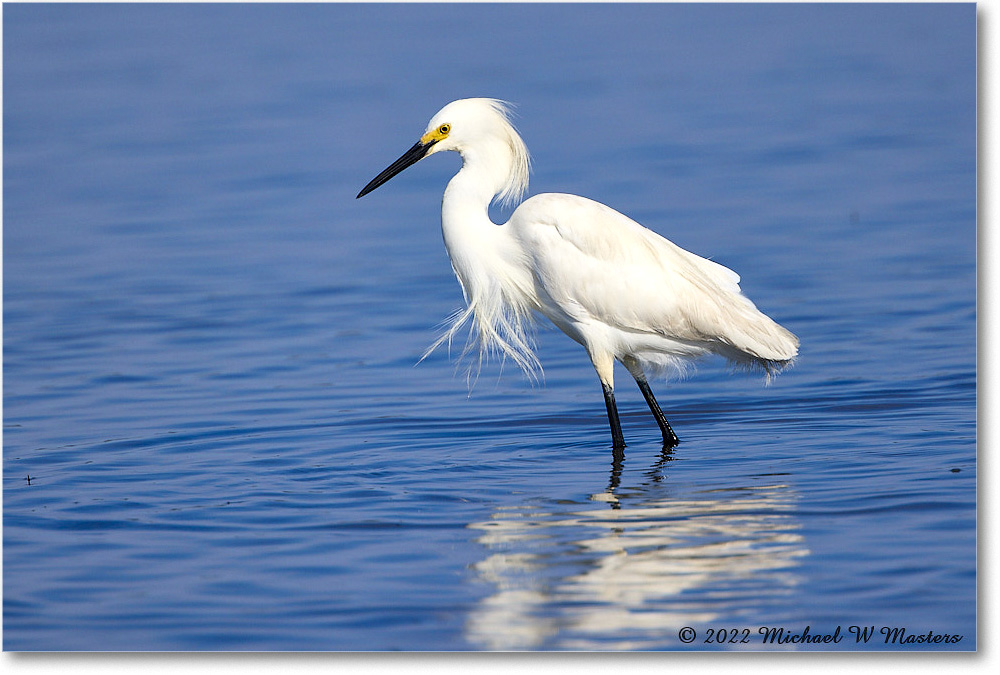 SnowyEgret_ChincoNWR_2022Jun_R5A09288 copy