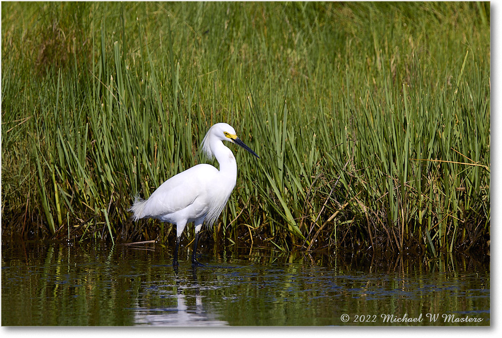 SnowyEgret_ChincoNWR_2022Jun_R5B08768 copy