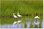 SnowyEgret_ChincoNWR_2022Jun_R5A06142 copy
