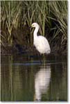 SnowyEgret_ChincoNWR_2022Jun_R5A08220 copy