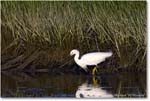 SnowyEgret_ChincoNWR_2022Jun_R5A08256 copy