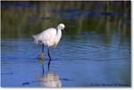 SnowyEgret_ChincoNWR_2022Jun_R5A08281 copy