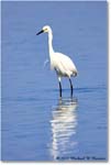 SnowyEgret_ChincoNWR_2022Jun_R5A09230 copy