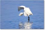 SnowyEgret_ChincoNWR_2022Jun_R5A09240 copy