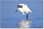 SnowyEgret_ChincoNWR_2022Jun_R5A09242 copy
