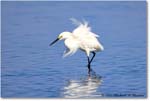 SnowyEgret_ChincoNWR_2022Jun_R5A09244 copy