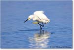 SnowyEgret_ChincoNWR_2022Jun_R5A09248 copy