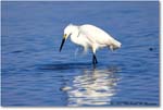 SnowyEgret_ChincoNWR_2022Jun_R5A09276 copy