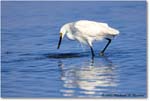 SnowyEgret_ChincoNWR_2022Jun_R5A09279 copy