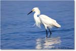 SnowyEgret_ChincoNWR_2022Jun_R5A09288 copy