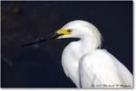SnowyEgret_ChincoNWR_2022Jun_R5A11103 copy