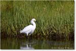 SnowyEgret_ChincoNWR_2022Jun_R5B08768 copy
