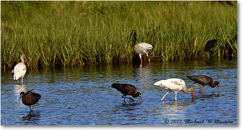 Glossy&WhiteIbis_ChincoNWR_2022Jun_R5A09060 copy
