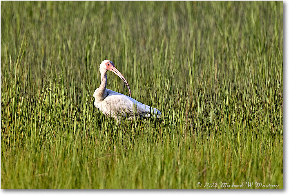 WhiteIbis_ChincoNWR_2022Jun_R5A11041 copy