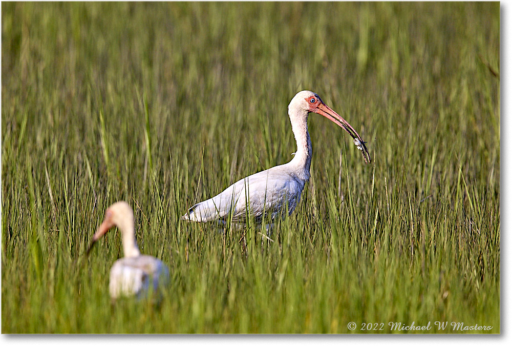 WhiteIbis_ChincoNWR_2022Jun_R5B09177 copy