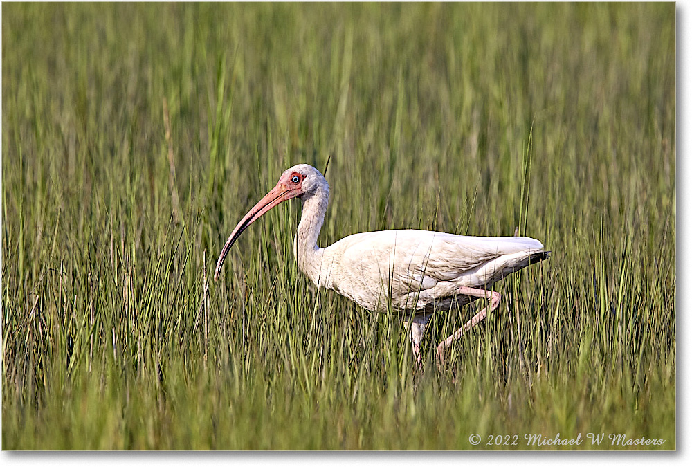 WhiteIbis_ChincoNWR_2022Jun_R5B09183 copy