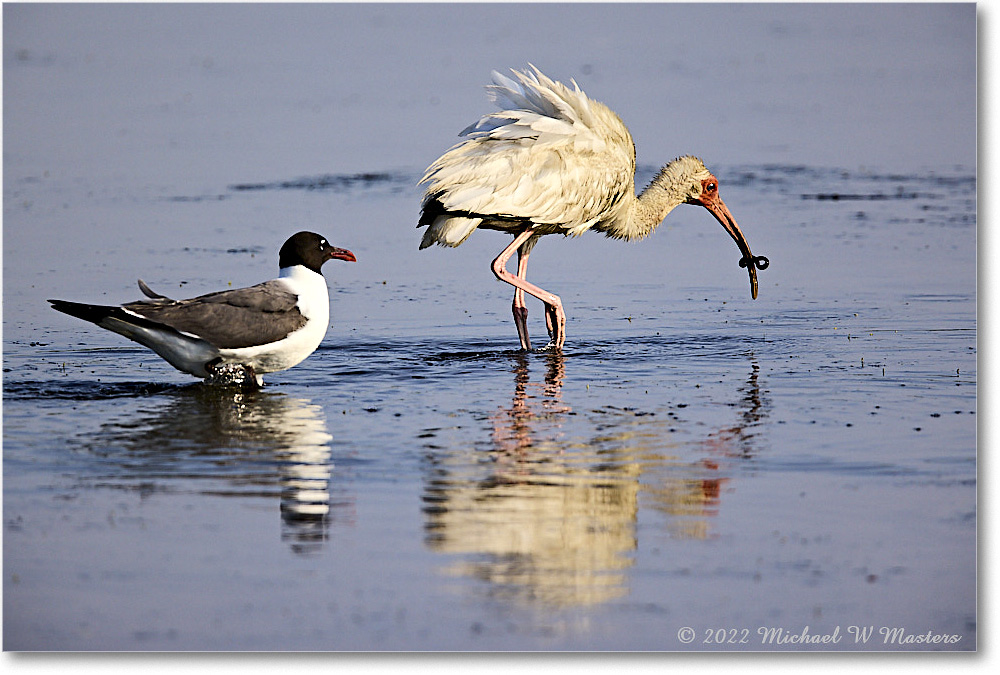 WhiteIbis_ChincoNWR_2022Jun_R5B09287 copy