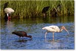 Glossy&WhiteIbis_ChincoNWR_2022Jun_R5A09065 copy
