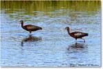 GlossyIbis_ChincoNWR_2022Jun_R5A08977 copy