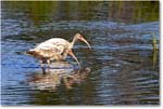 WhiteIbis_ChincoNWR_2022Jun_R5A09016 copy