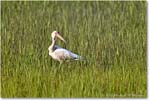 WhiteIbis_ChincoNWR_2022Jun_R5A11041 copy