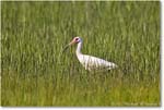 WhiteIbis_ChincoNWR_2022Jun_R5B09144 copy