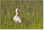 WhiteIbis_ChincoNWR_2022Jun_R5B09172 copy