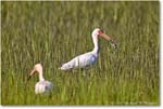 WhiteIbis_ChincoNWR_2022Jun_R5B09177 copy