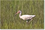 WhiteIbis_ChincoNWR_2022Jun_R5B09183 copy