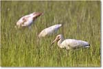 WhiteIbis_ChincoNWR_2022Jun_R5B09194 copy