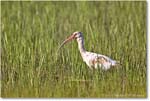 WhiteIbis_ChincoNWR_2022Jun_R5B09248 copy