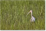 WhiteIbis_ChincoNWR_2022Jun_R5B09261 copy
