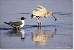 WhiteIbis_ChincoNWR_2022Jun_R5B09287 copy