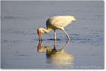 WhiteIbis_ChincoNWR_2022Jun_R5B09326 copy
