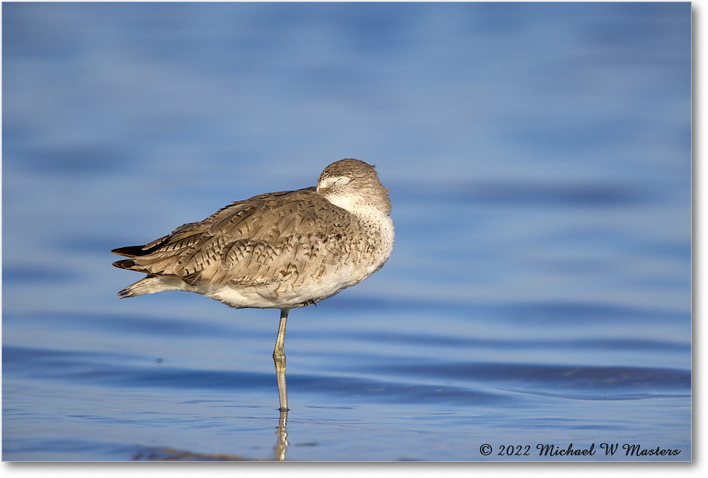 Willet_ChincoNWR_2022Jun_R5A05929 copy