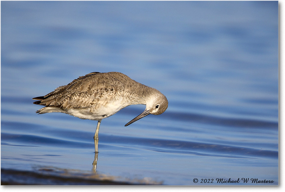 Willet_ChincoNWR_2022Jun_R5A05959 copy