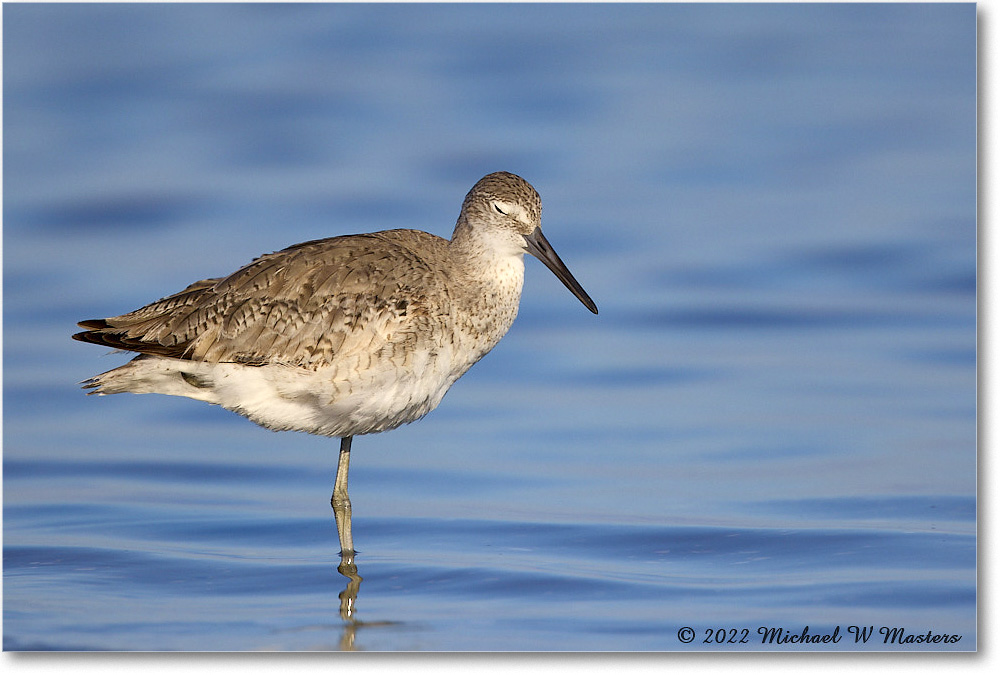 Willet_ChincoNWR_2022Jun_R5A05964 copy
