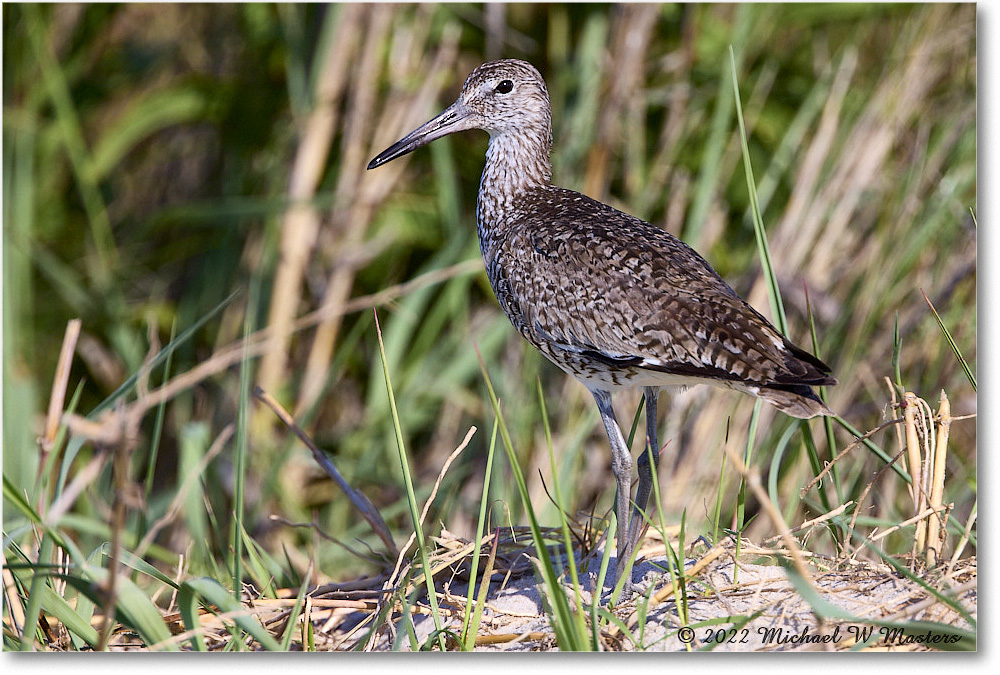 Willet_ChincoNWR_2022Jun_R5A10066 copy