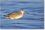 Willet_ChincoNWR_2022Jun_R5A05893 copy
