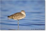 Willet_ChincoNWR_2022Jun_R5A05929 copy