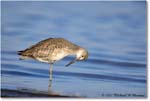 Willet_ChincoNWR_2022Jun_R5A05959 copy