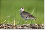 Willet_ChincoNWR_2022Jun_R5A06934 copy