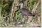 Willet_ChincoNWR_2022Jun_R5A10066 copy