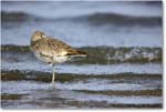 Willet_ChincoNWR_2022Jun_R5B08674 copy