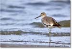 Willet_ChincoNWR_2022Jun_R5B08691 copy