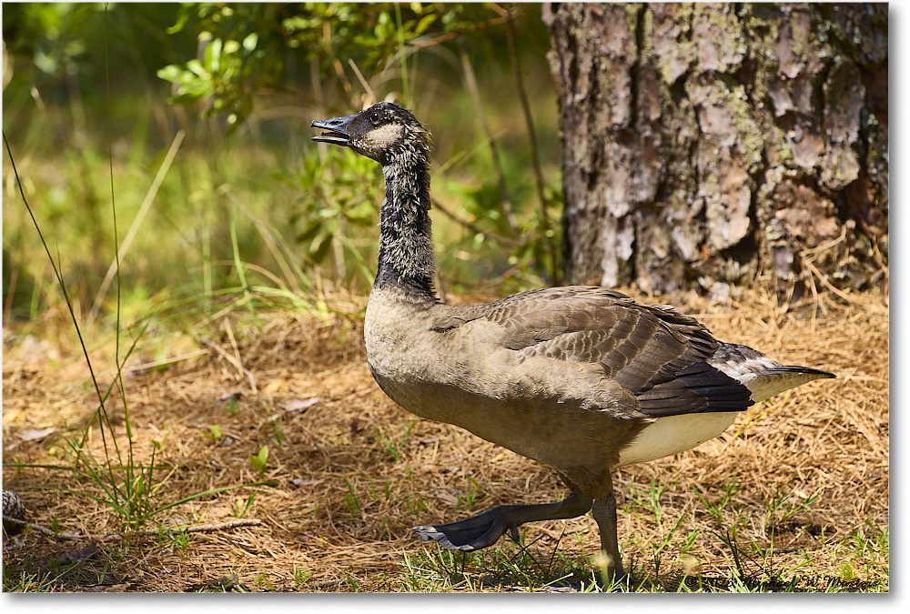 CanadaGoose_Chincoteague_2023Jun_R5B11260 copy