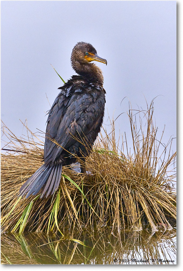 Cormorant_ChincoNWR_2023Jun_R5B09889 copy
