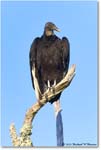 BlackVulture_ChincoNWR_2023Jun_R5B10249 copy